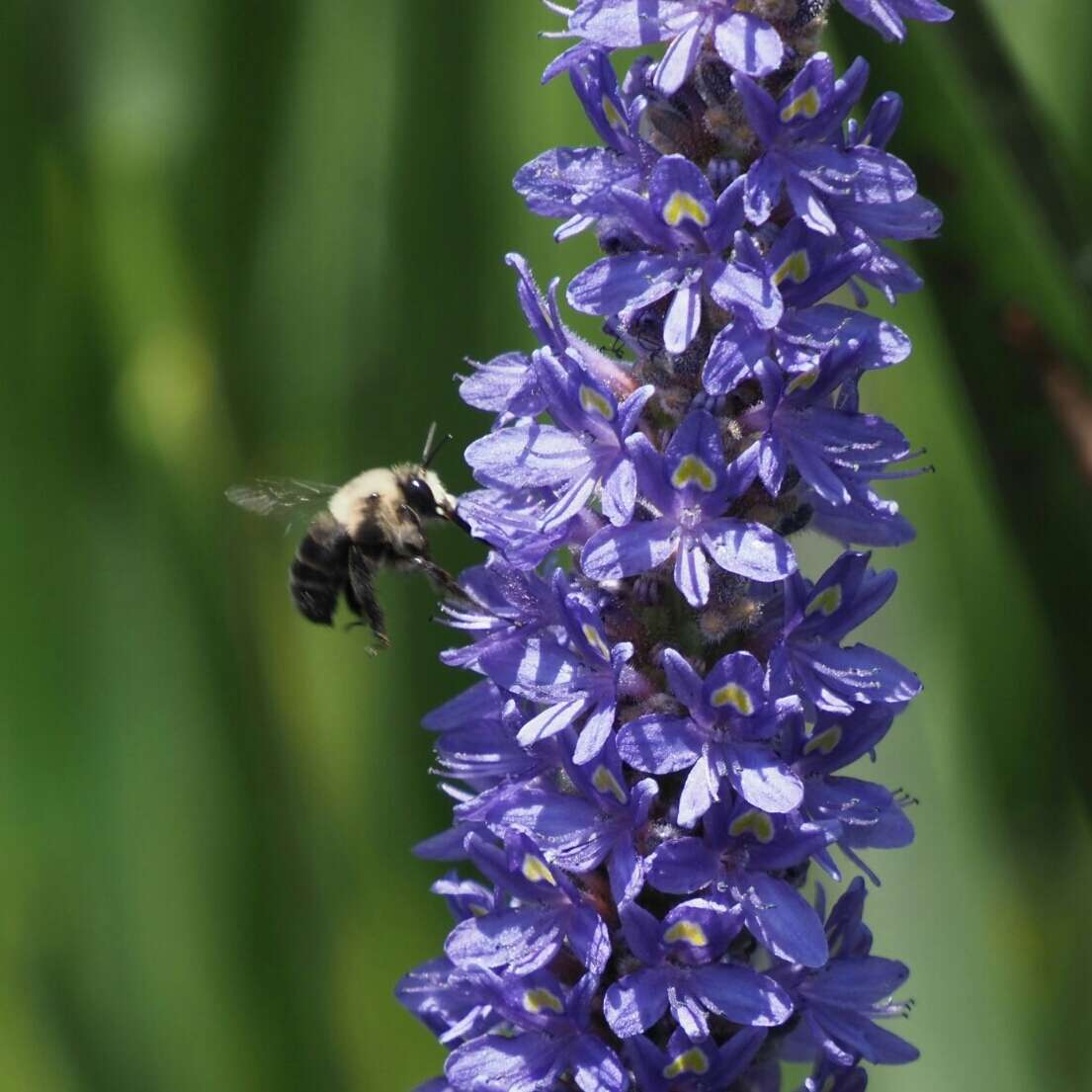 Image of Anthophora abrupta Say 1837