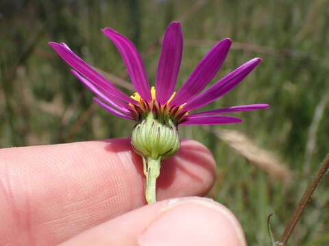 Image of Senecio multibracteatus Harv.