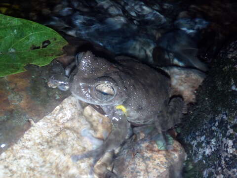 Image of Golden-sided Tree Frog