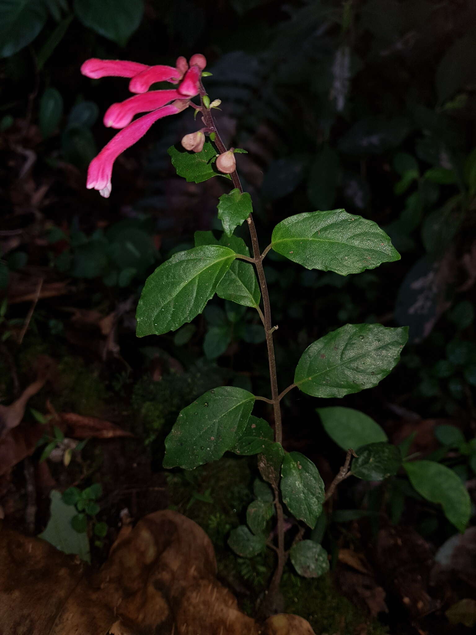 Image de Scutellaria isocheila Donn. Sm.