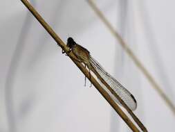 Image of Siberian Winter Damsel