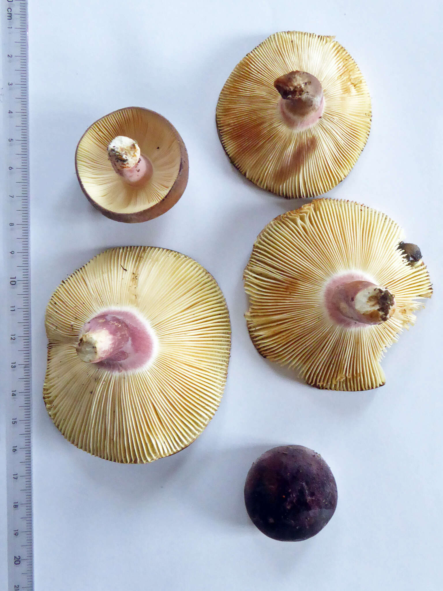 Image of Russula aucklandica McNabb 1973