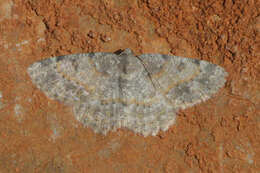 صورة Charissa variegata Duponchel 1830