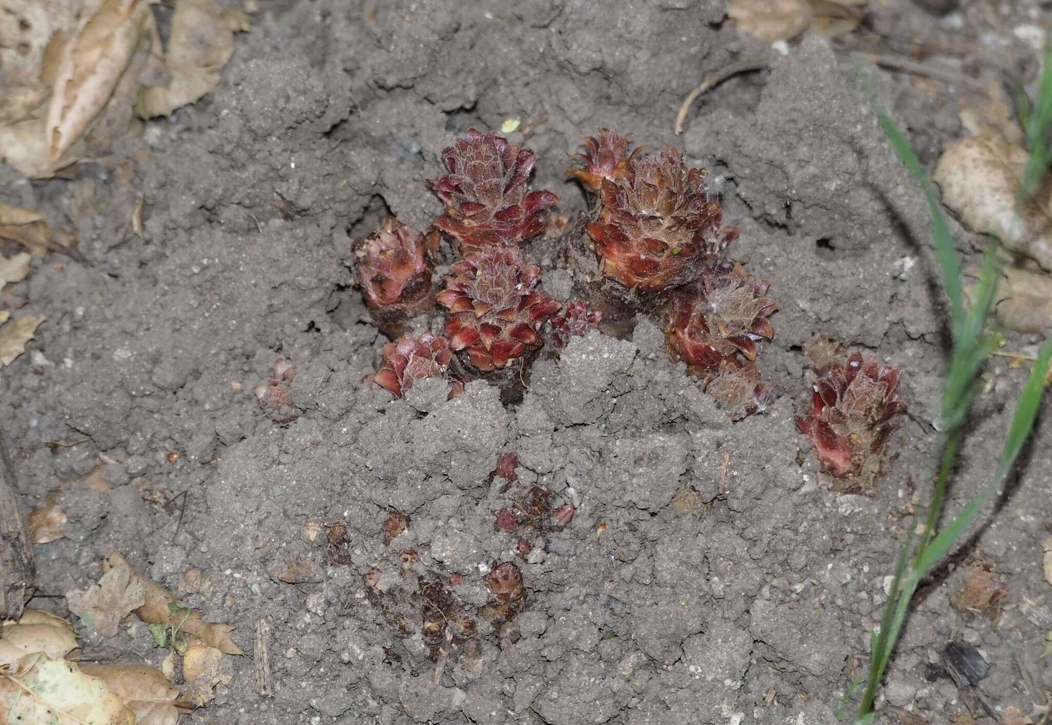 Image of hillside broomrape