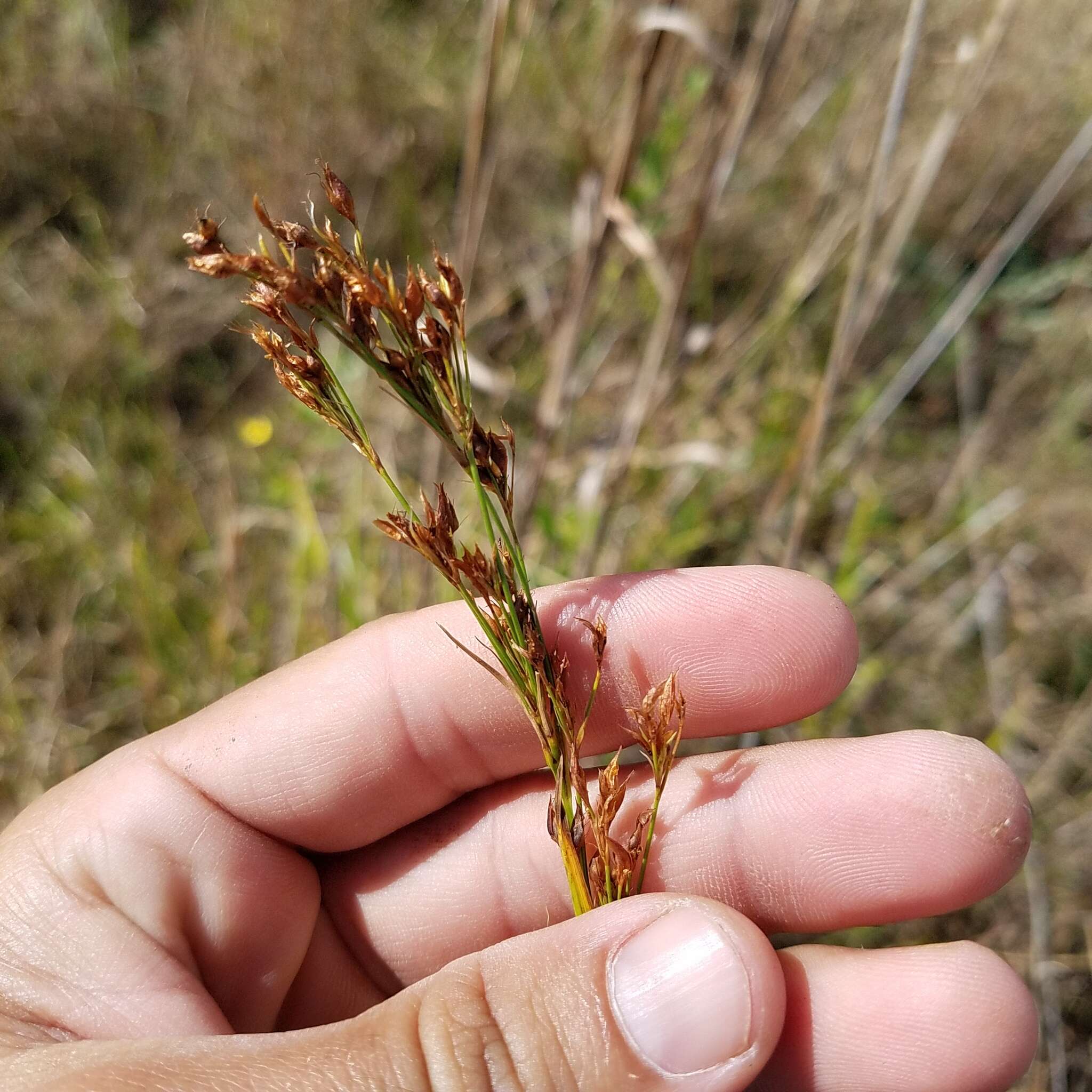 صورة Rhynchospora odorata C. Wright ex Griseb.