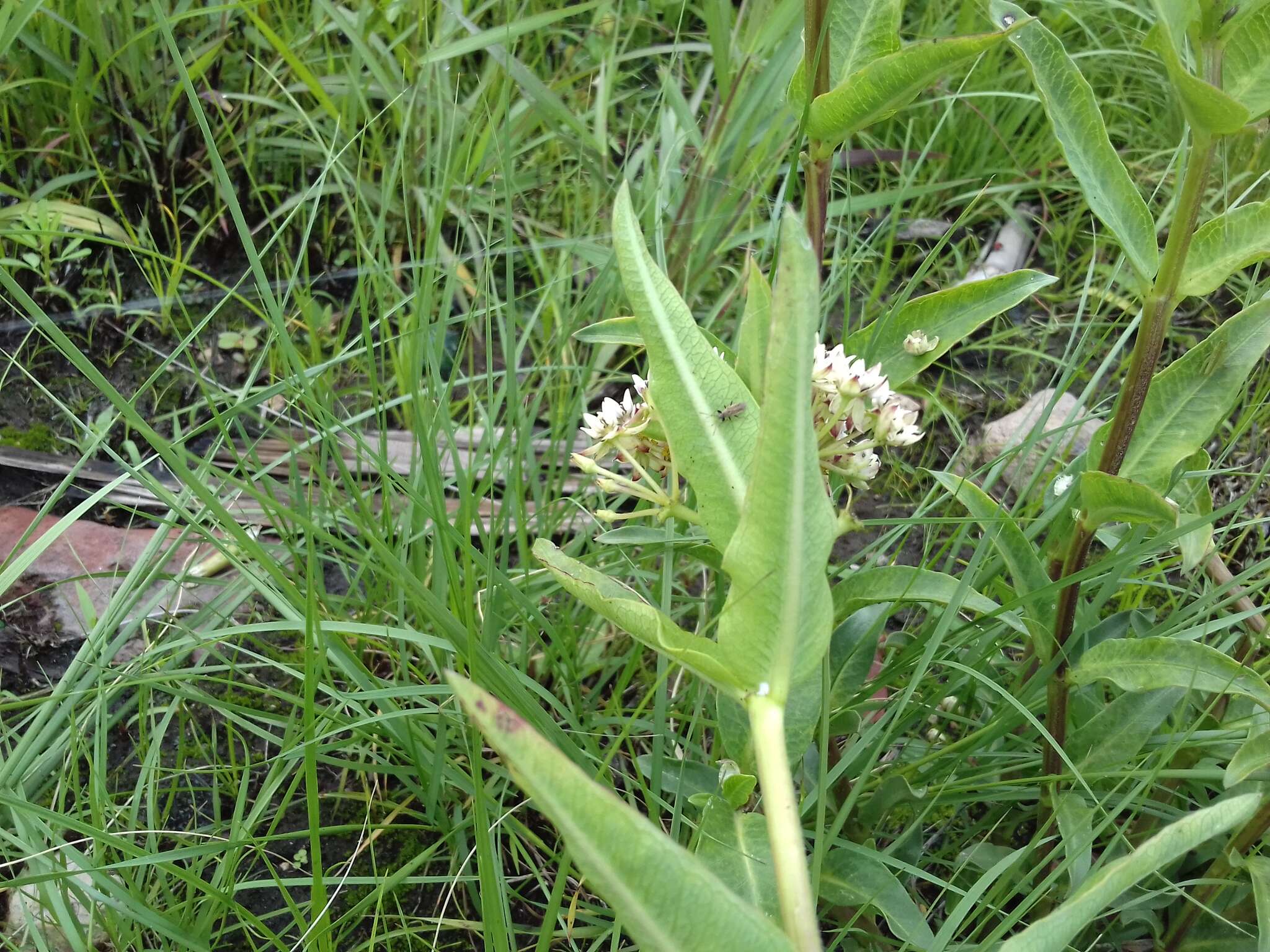 Image de Asclepias pratensis Benth.