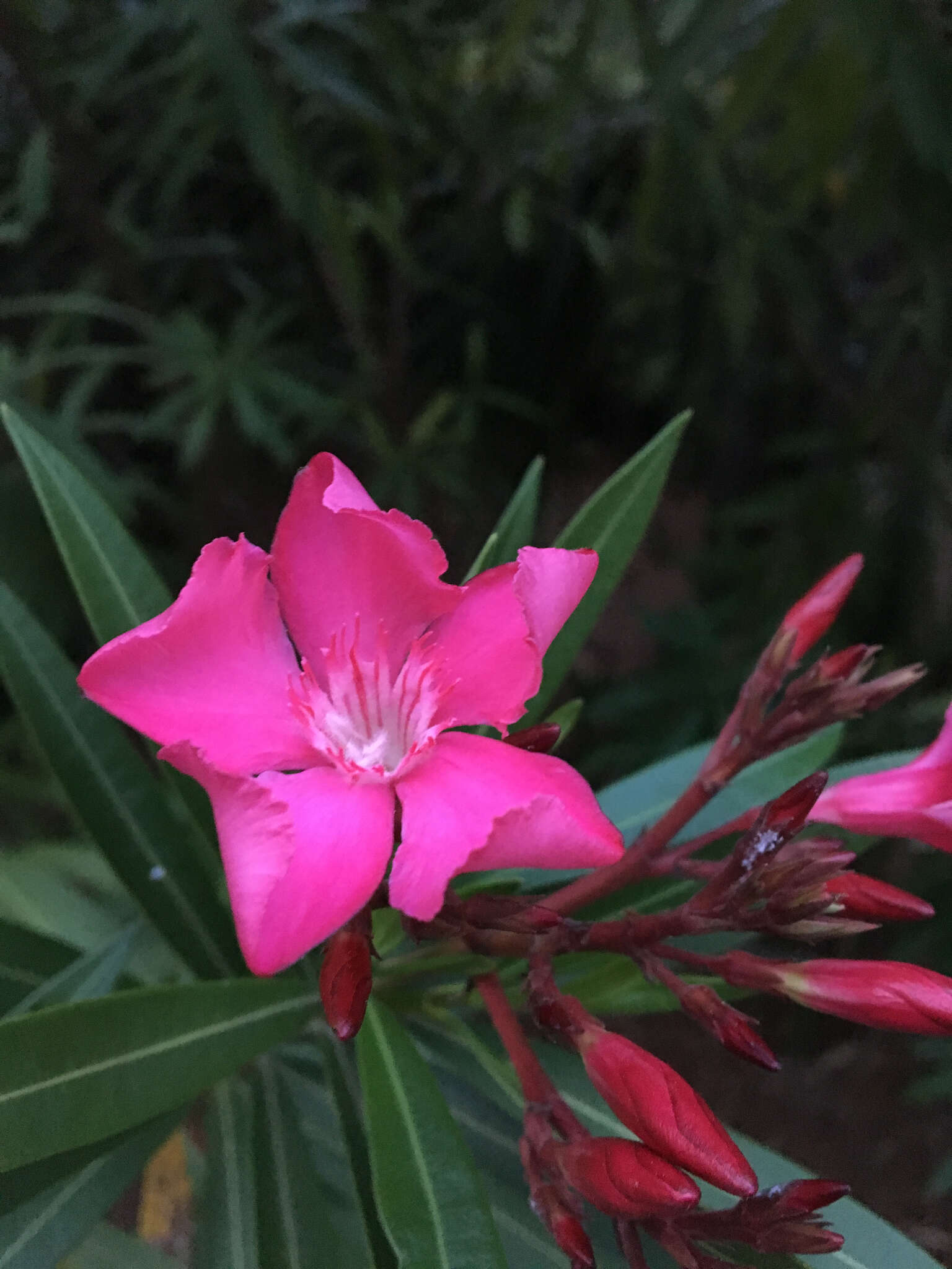 Image of Oleander