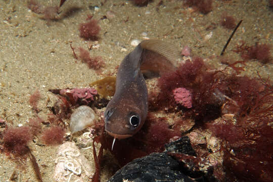 Image of Northern bastard codling