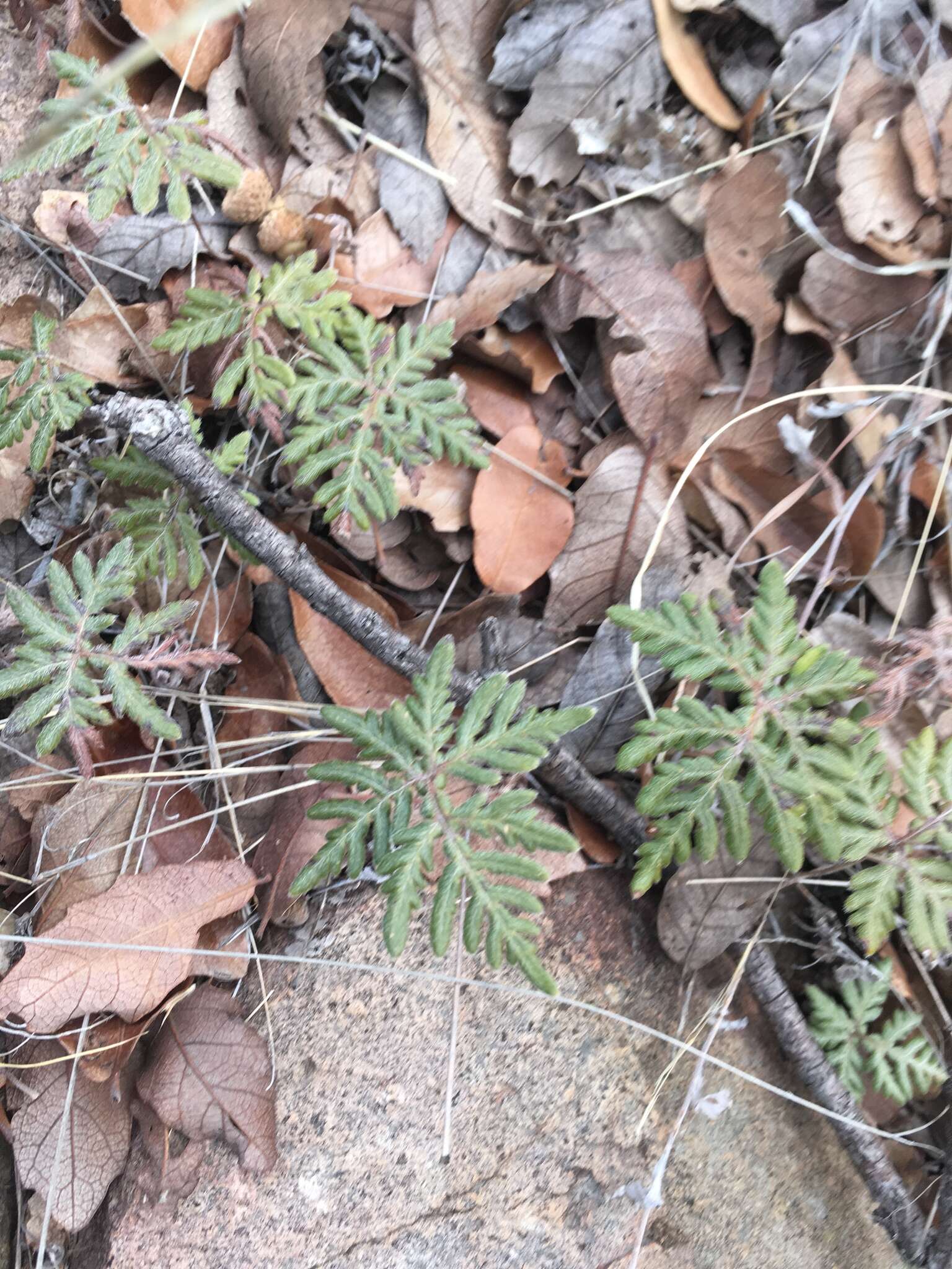 Image of bommeria fern