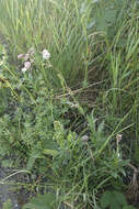 Image of Silene vulgaris subsp. vulgaris