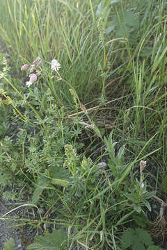 Image of Silene vulgaris subsp. vulgaris