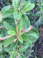 Image of Acalypha communis Müll. Arg.