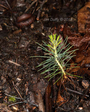 Image of Hickory Pine