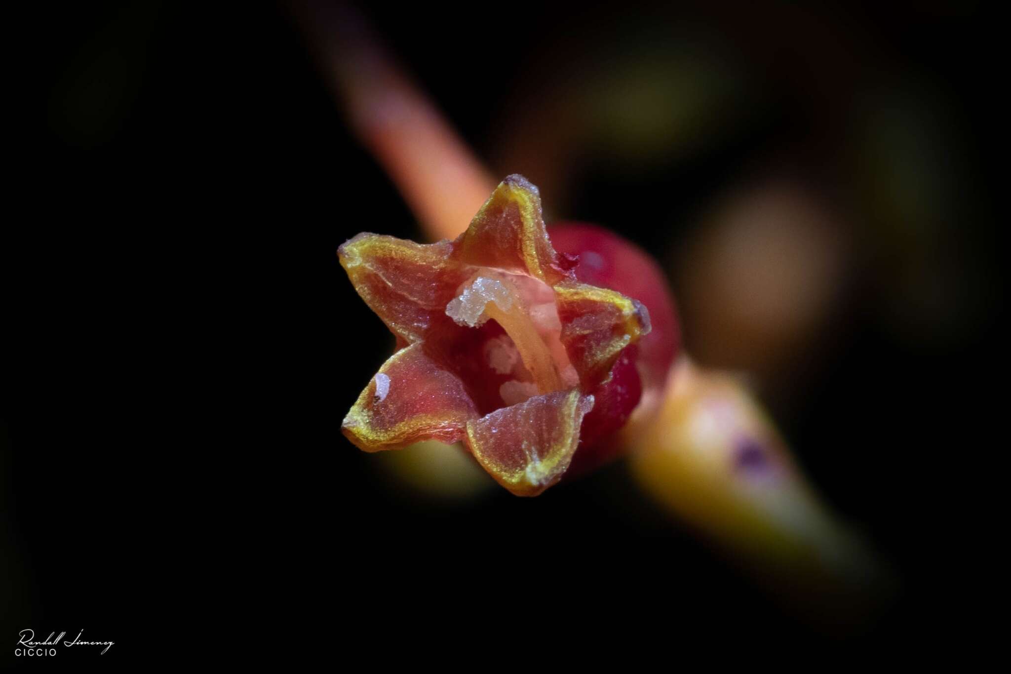 Image de Palicourea padifolia (Willd. ex Schult.) C. M. Taylor & Lorence