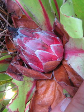 Image of Protea caespitosa Andr.