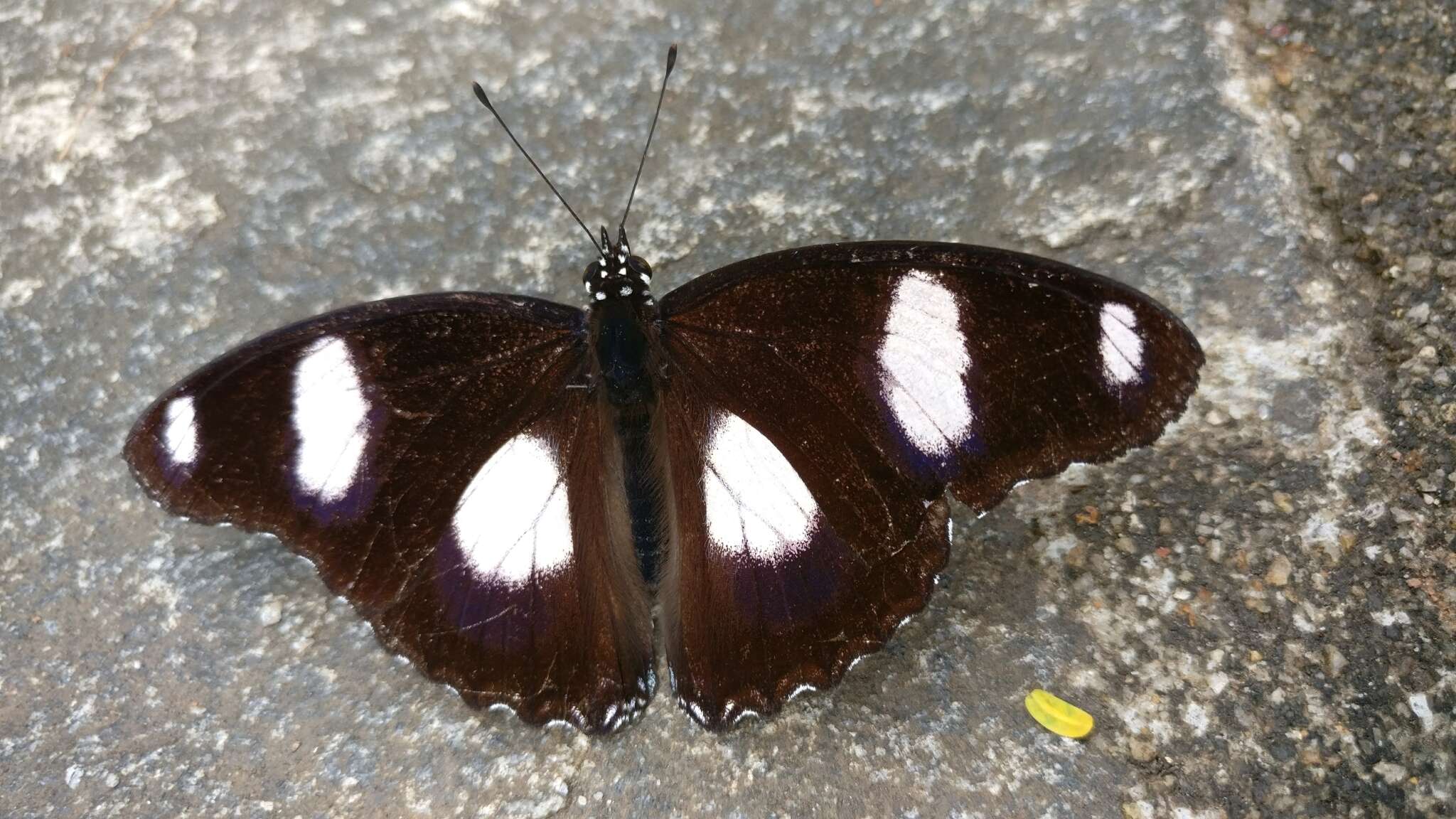 Image of False Plain Tiger