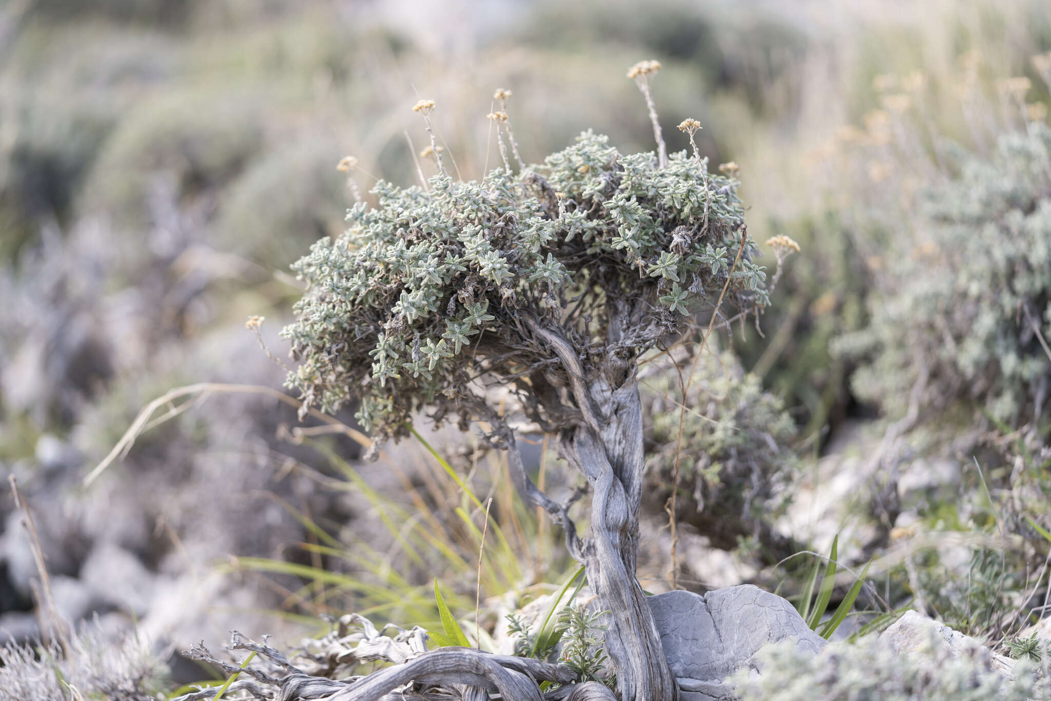 Слика од Achillea cretica L.