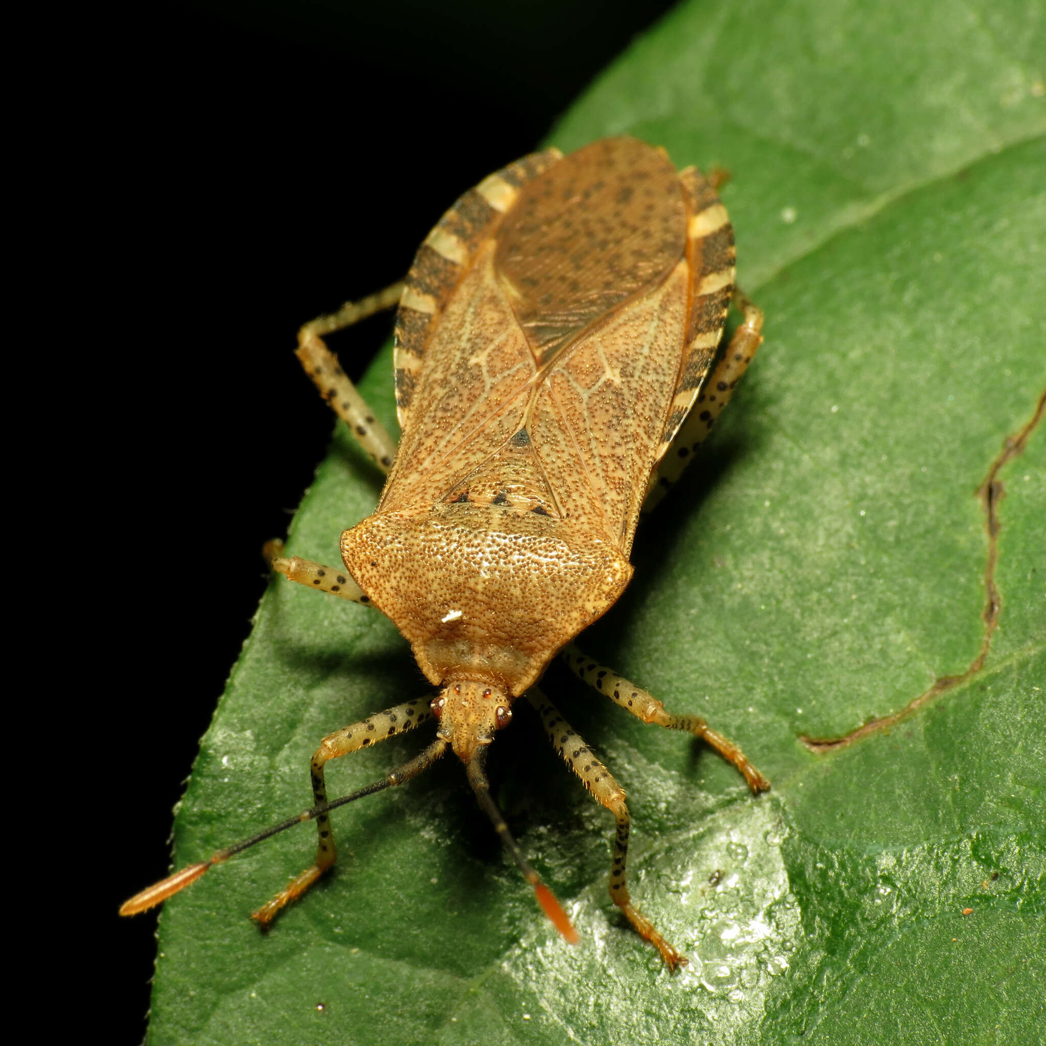 Image of Anasa repetita Heidemann 1905