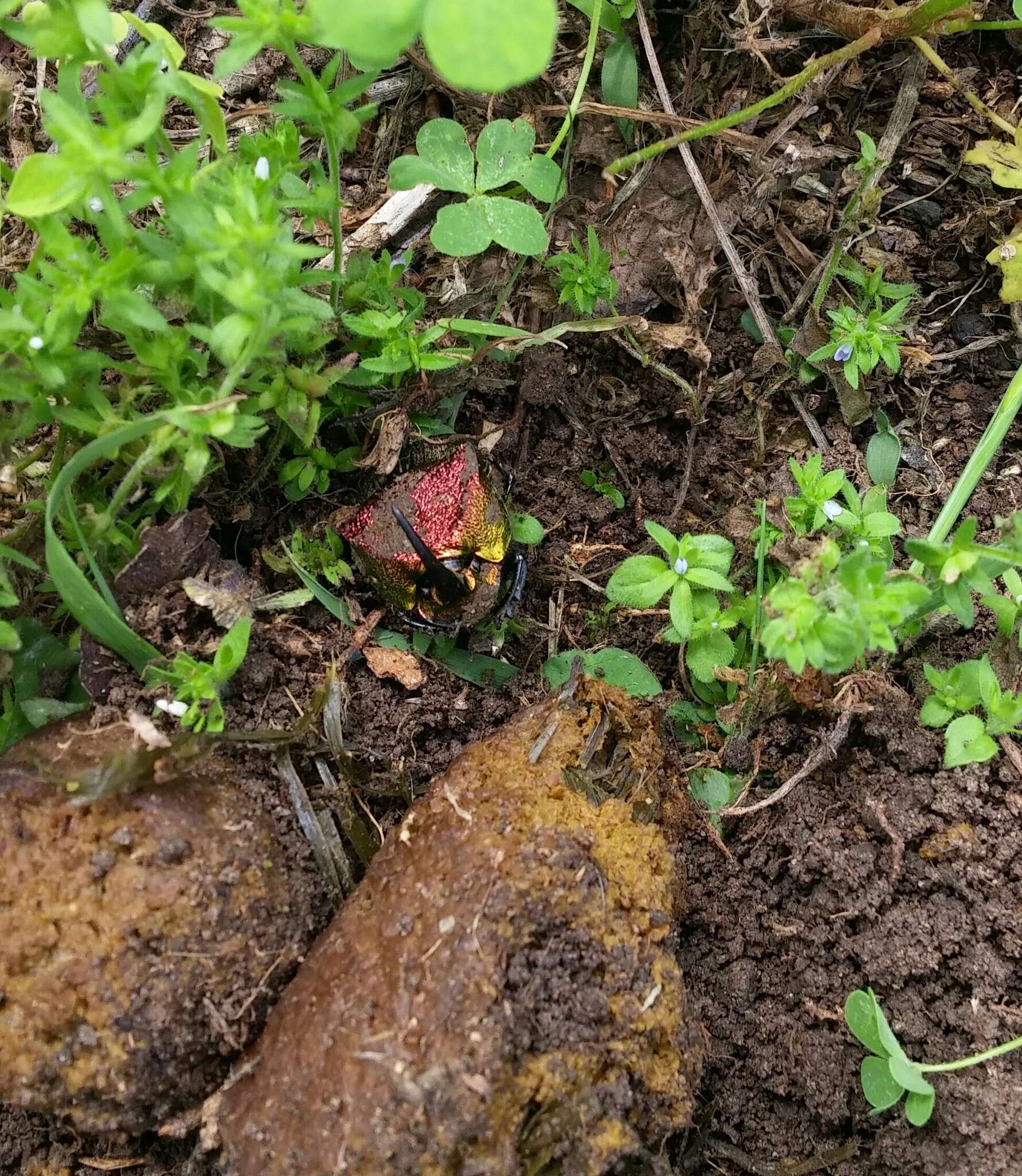 Image of Rainbow Scarab