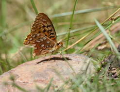 Слика од Speyeria coronis semiramis Edwards 1886