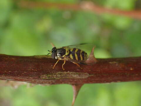 Image of Dasysyrphus albostriatus (Fallen 1817)