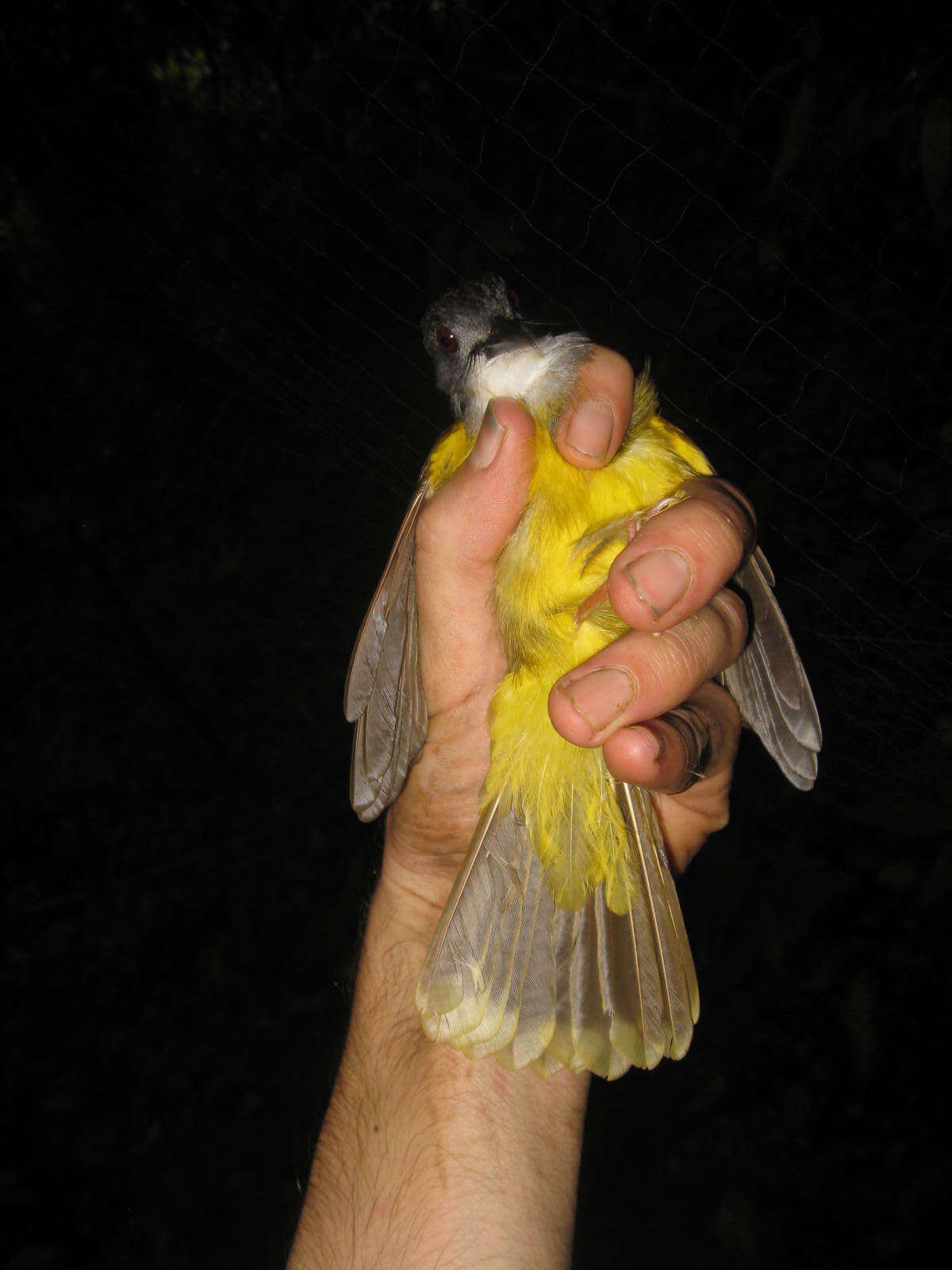 Image of Yellow-bellied Bulbul