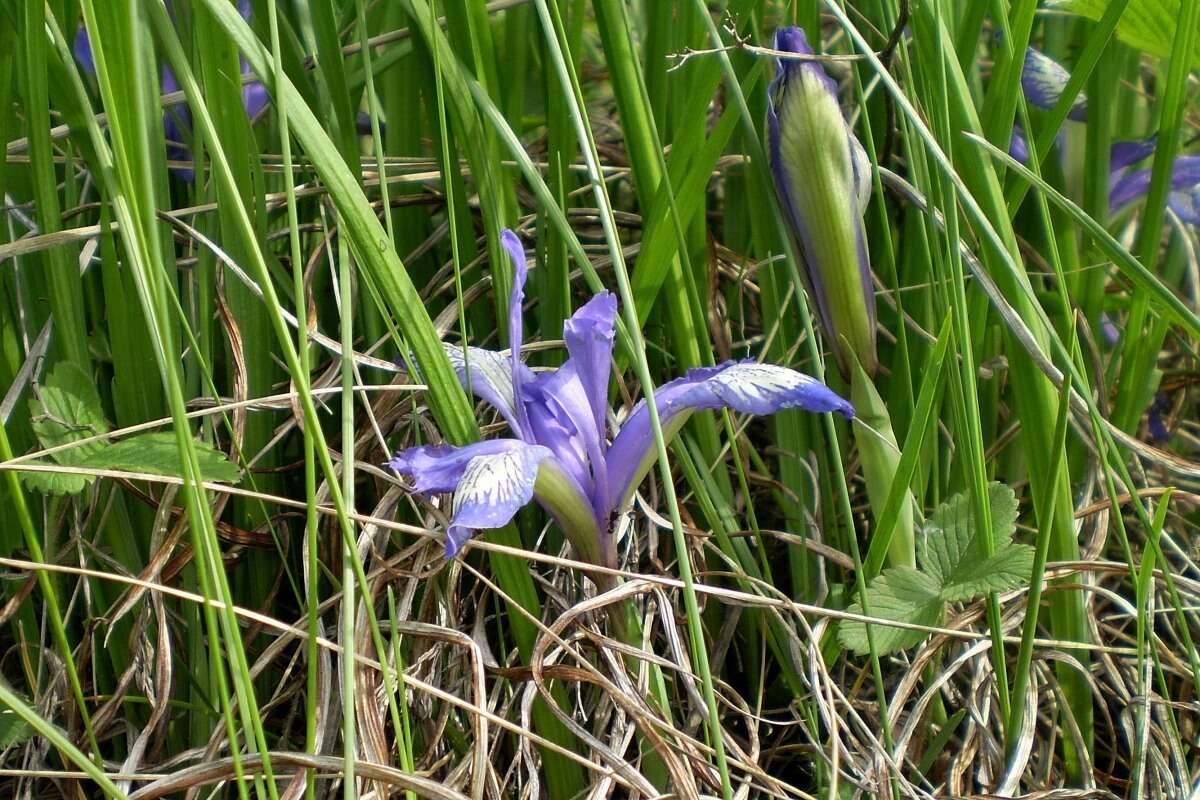 Plancia ëd Iris ruthenica Ker Gawl.