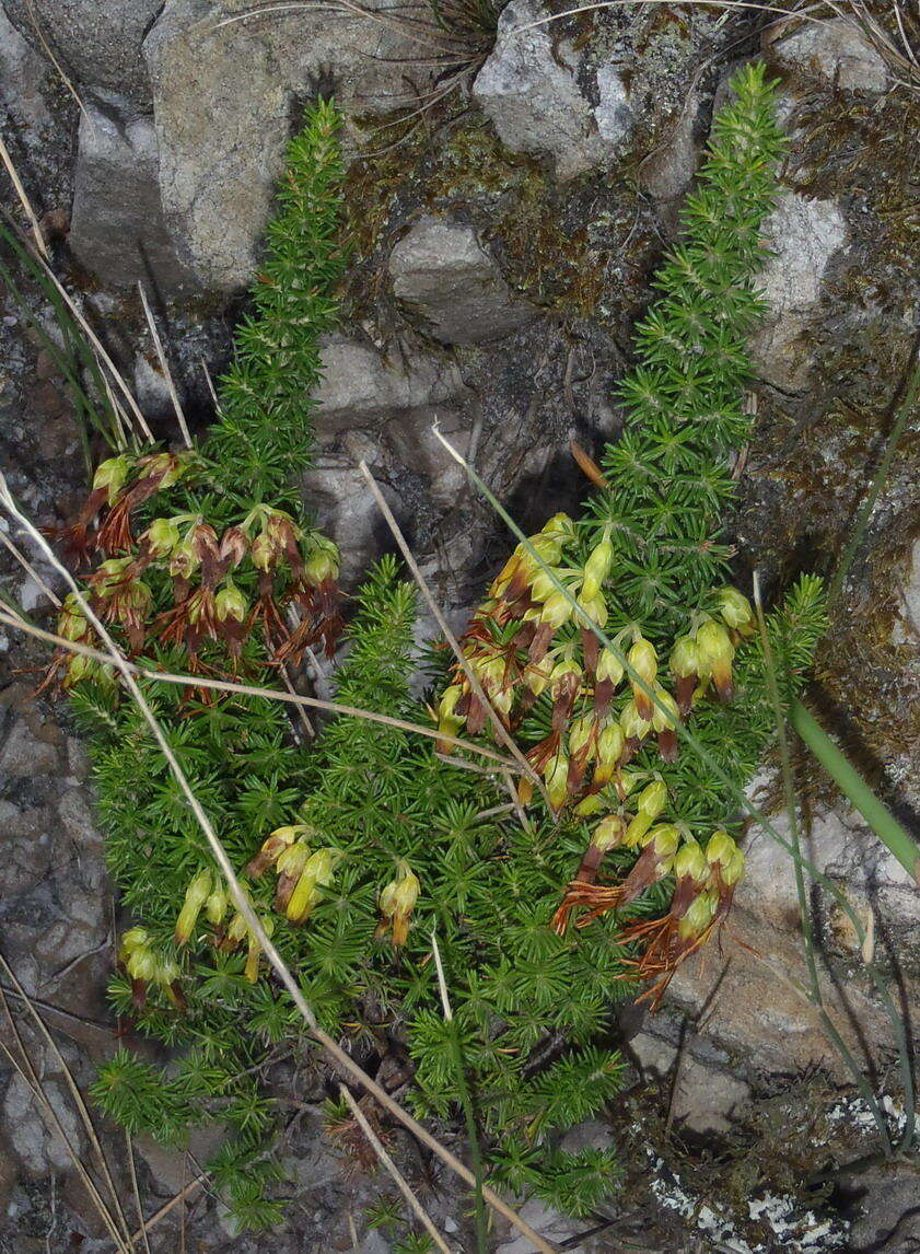 Image of Erica coccinea subsp. coccinea