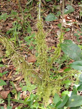 Image of Aerobryopsis capensis Fleischer 1905