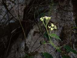 Imagem de Loxothysanus sinuatus (Less.) Robinson