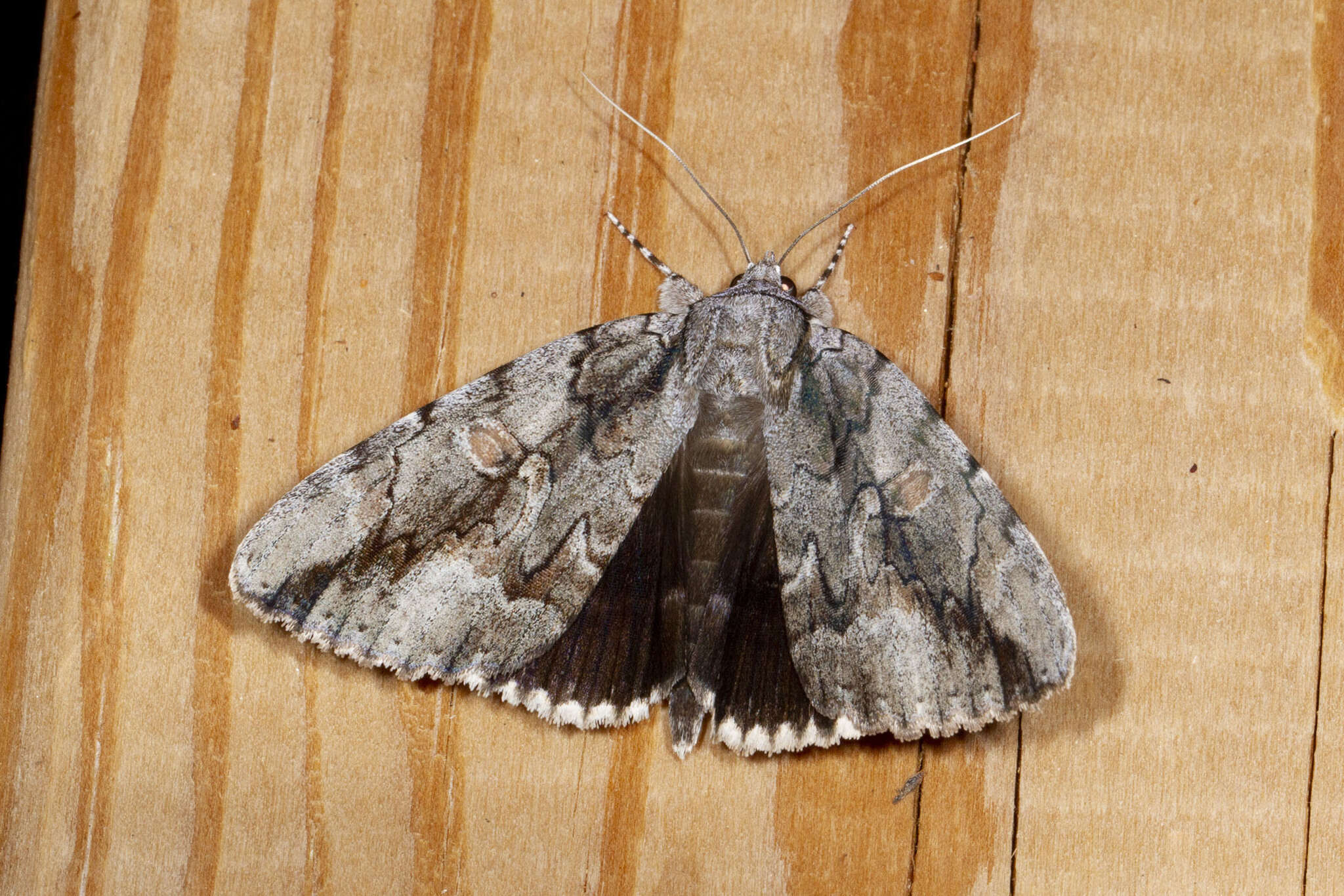 Image of <i>Catocala flebilis</i>