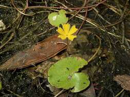 Слика од Nymphoides aurantiaca (Dalz.) Kuntze