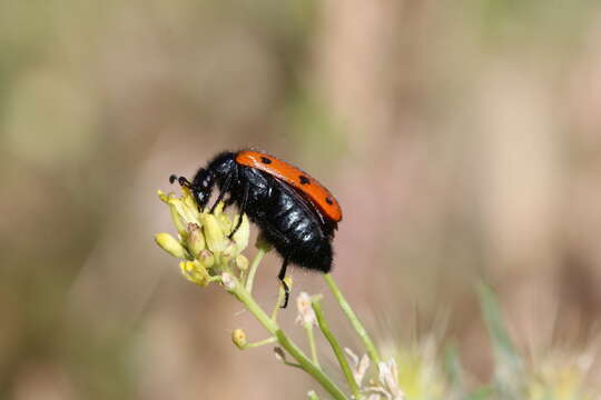 صورة <i>Hycleus scutellatus</i>