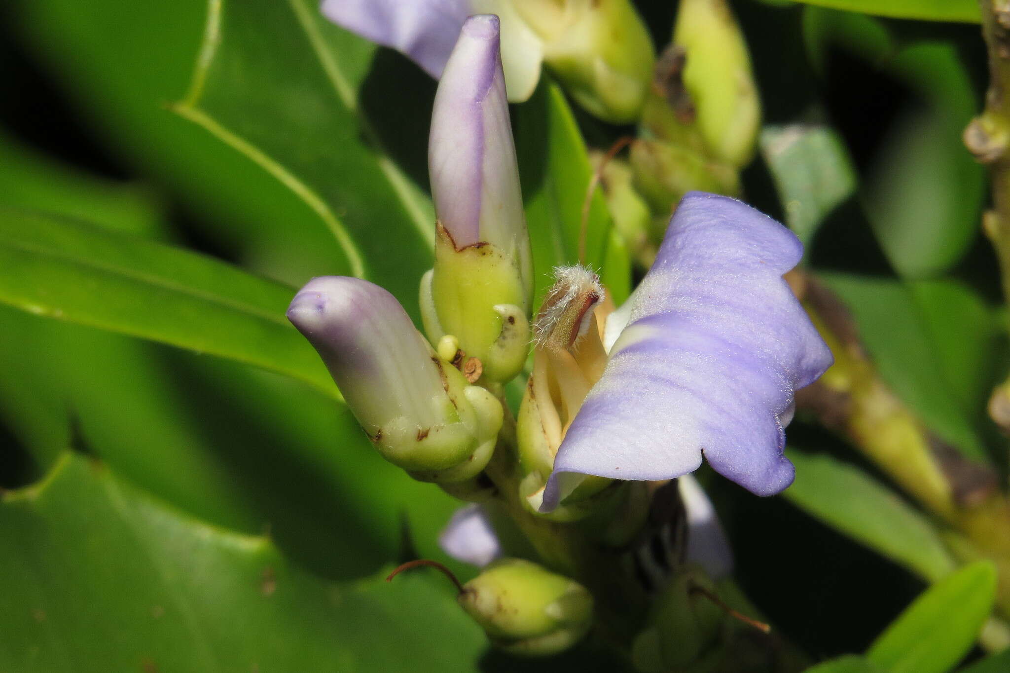 Acanthus ilicifolius L. resmi