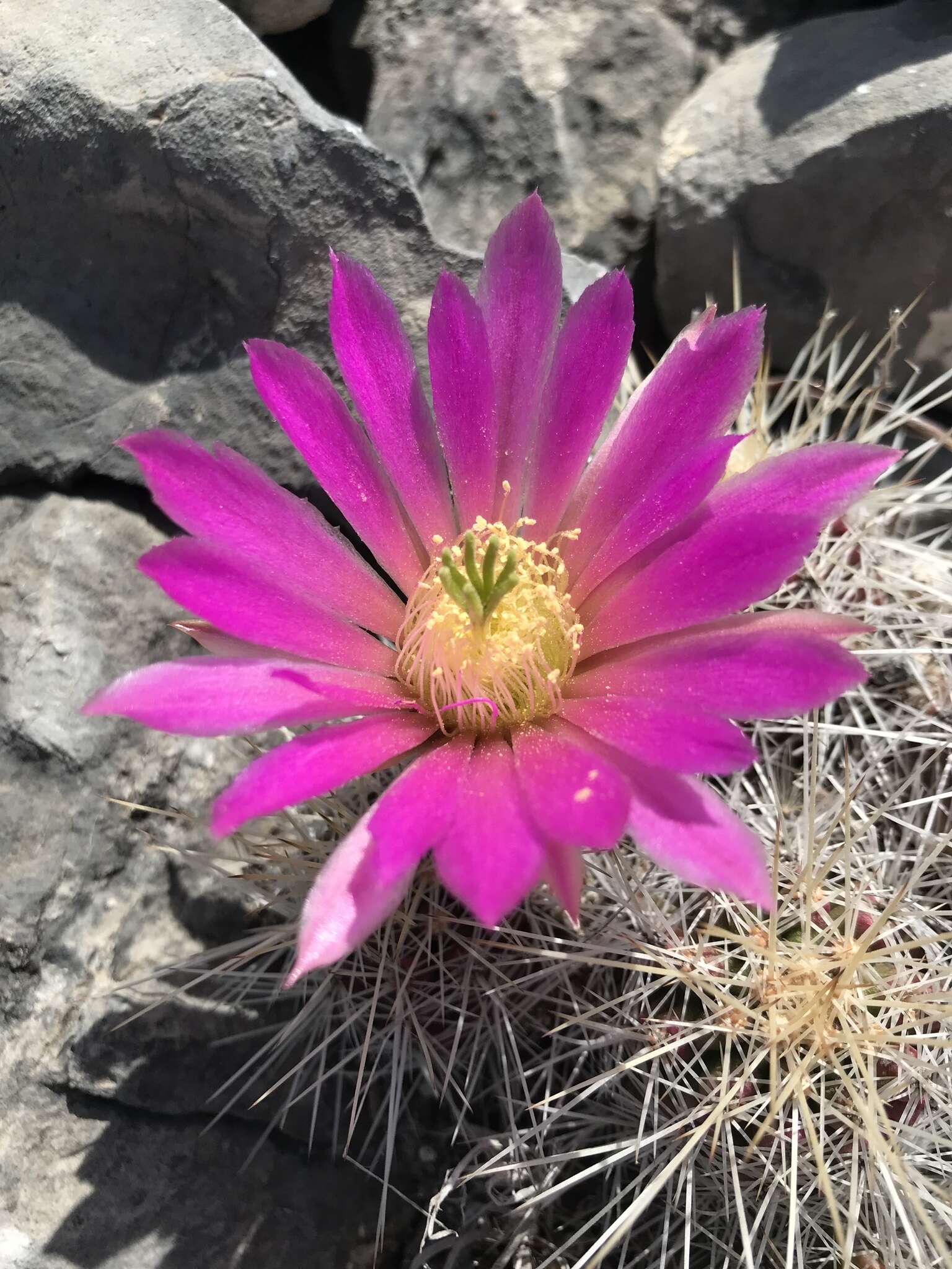 Image of Echinocereus parkeri subsp. parkeri