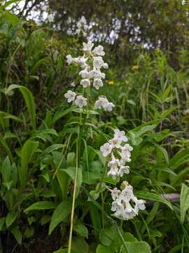 Image of Nardostachys