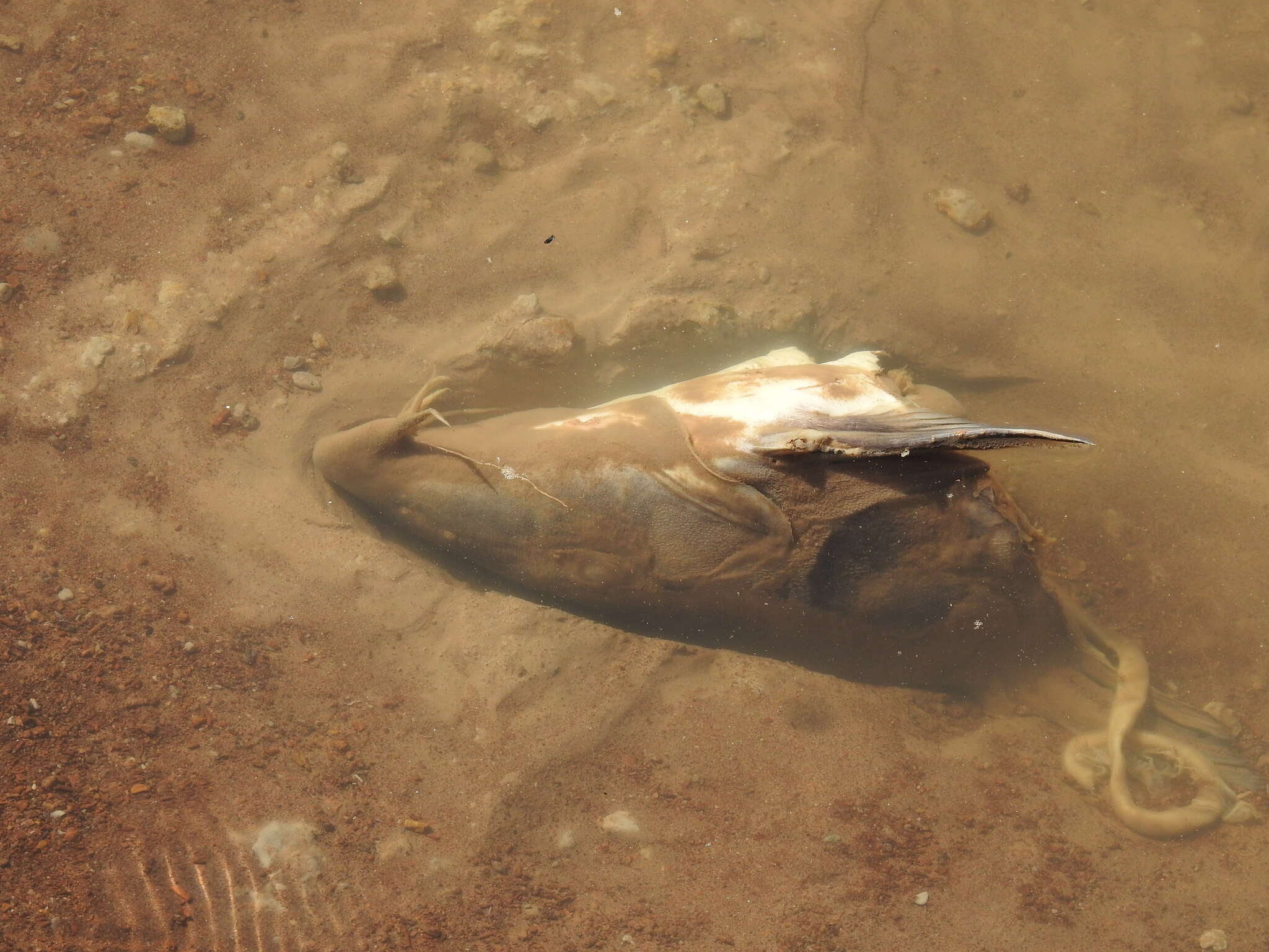 Image of Catfish