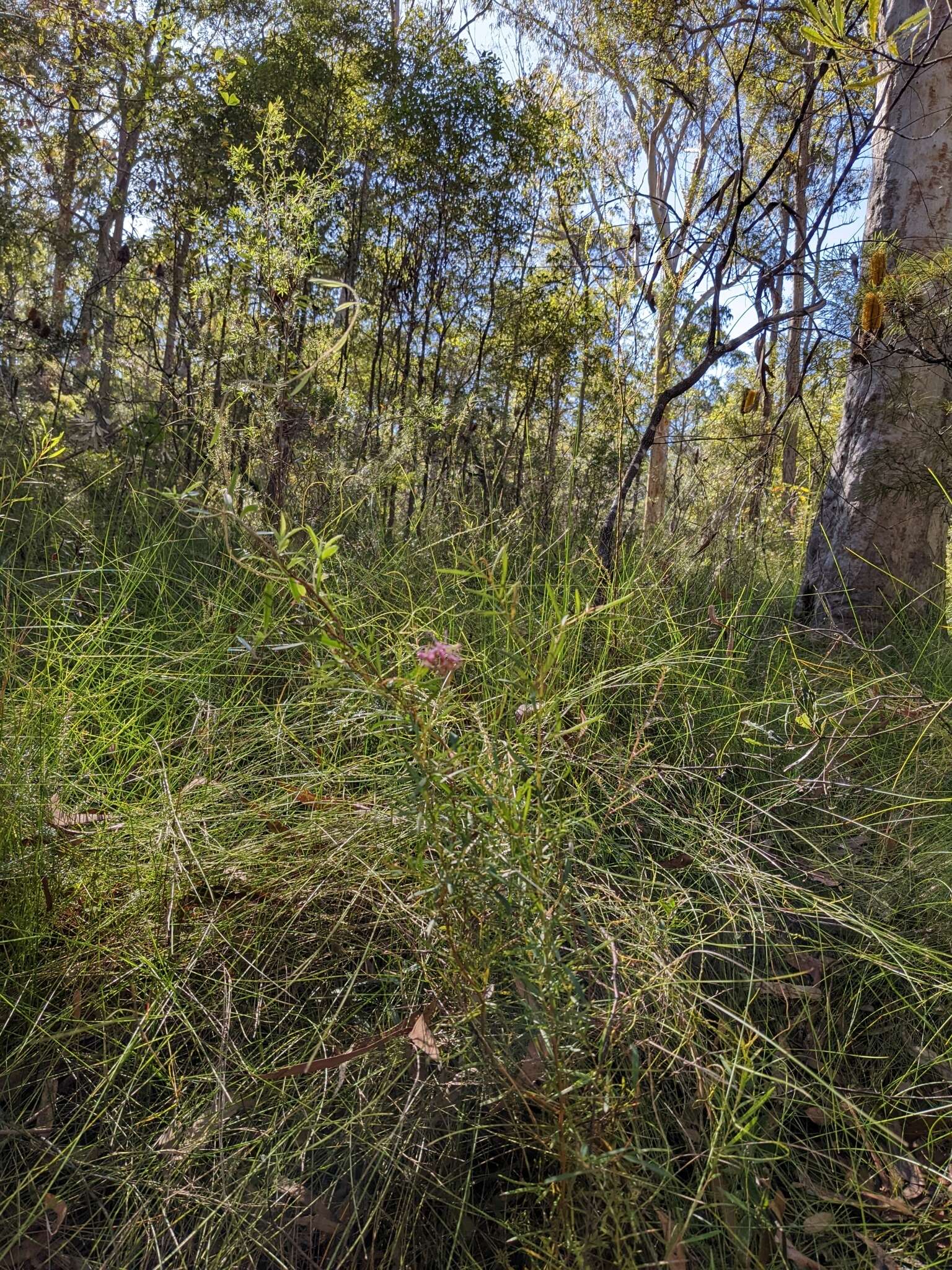 Image of Grevillea leiophylla F. Müll. ex Benth.