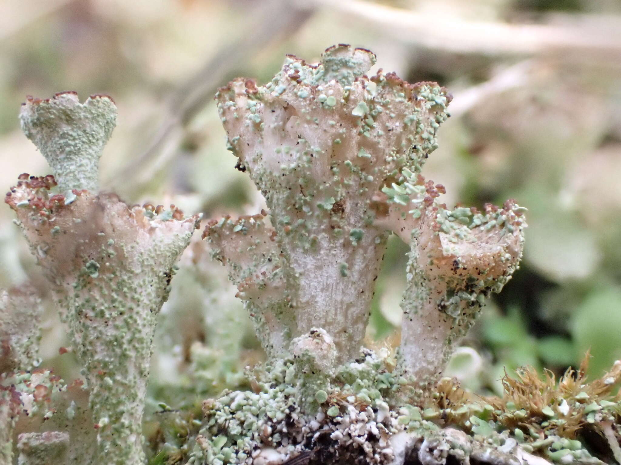 Plancia ëd Cladonia ramulosa (With.) J. R. Laundon