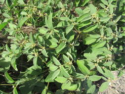 Image of prairie tea