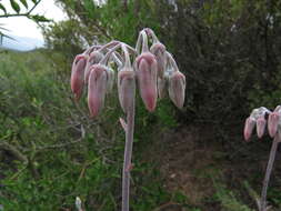 Image of pig's ear