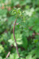 Image of Lathyrus gmelinii Fritsch