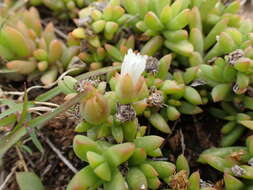 Image of Delosperma hollandii L. Bol.