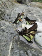 Image of Serville Swordtail