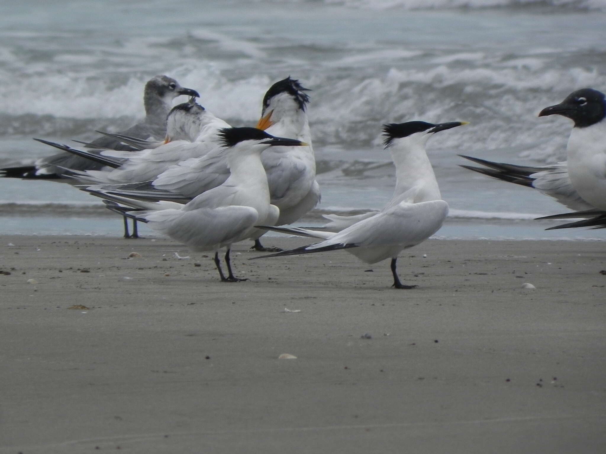 Image of Sandwich Tern