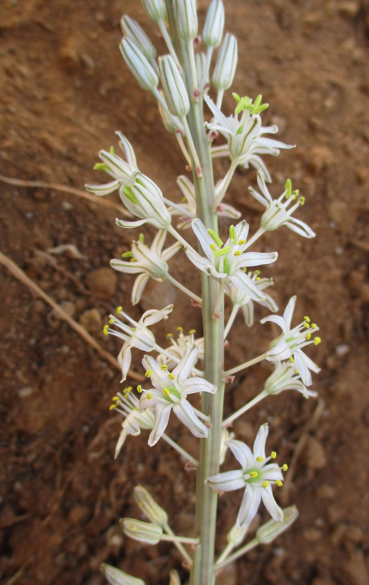 Слика од Drimia sanguinea (Schinz) Jessop