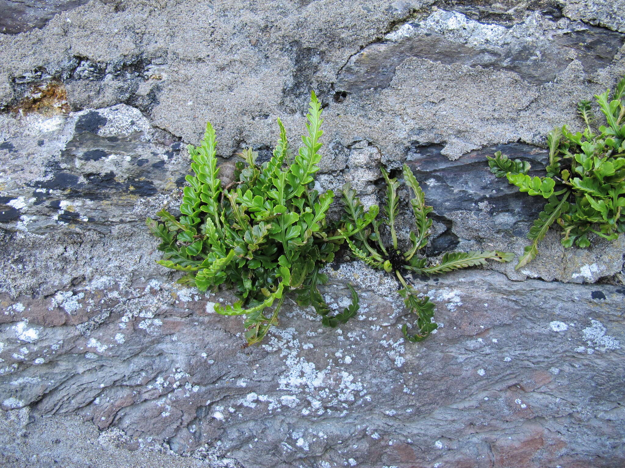 Image of Asplenium marinum L.