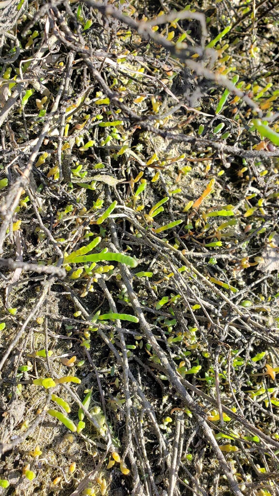 Image de Salicornia bigelovii Torrey