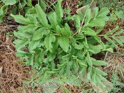 Image of Magydaris panacifolia (Vahl) Lange