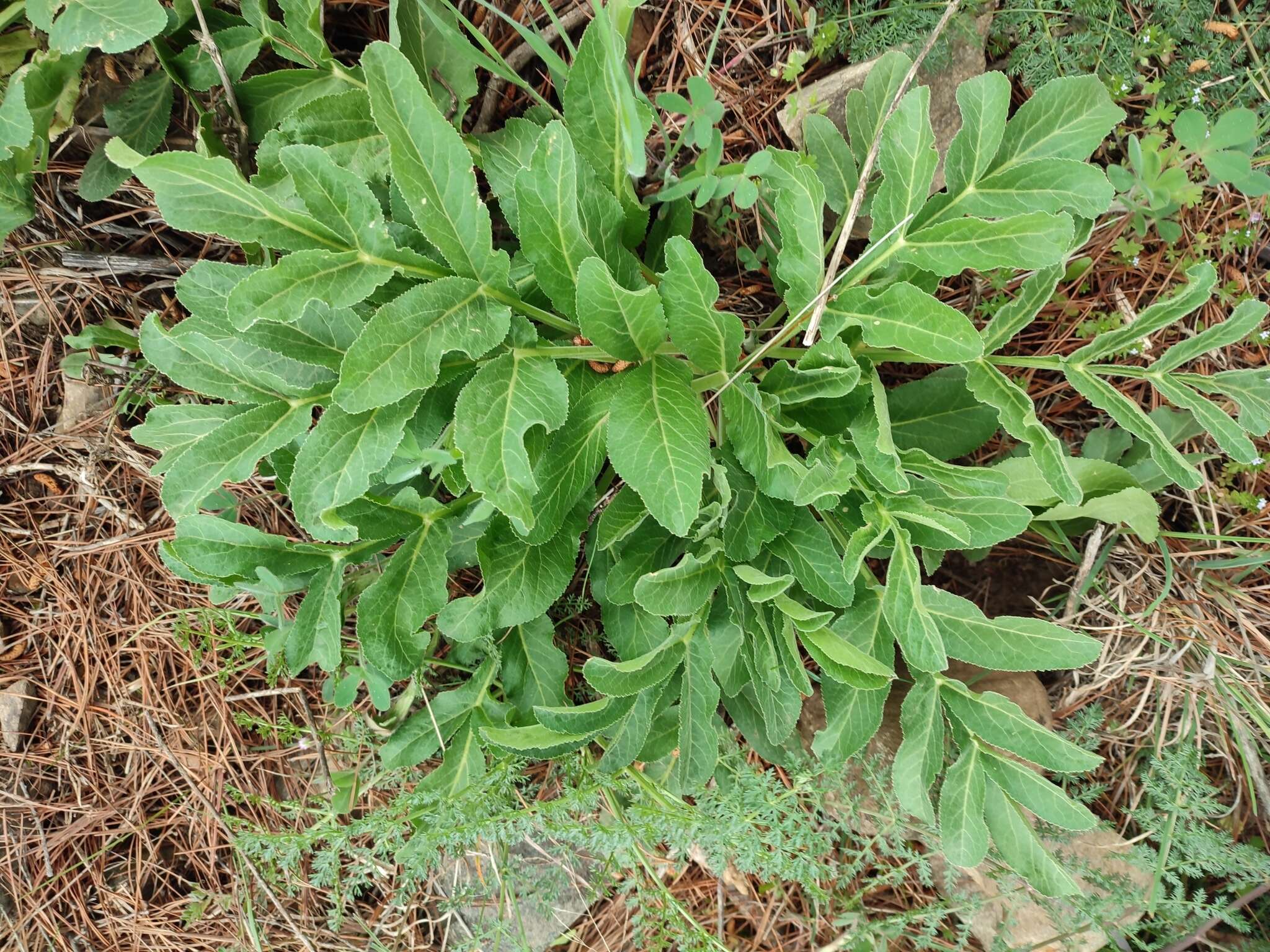 Plancia ëd Magydaris panacifolia (Vahl) Lange